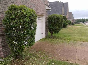 Bush Trimming by Kewon Andrews for Stephanie H. in Olive Branch, MS