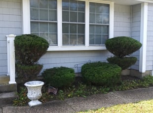 Bush Trimming by Alejandro Gamboa for Beverly W. in Voorhees Township, NJ