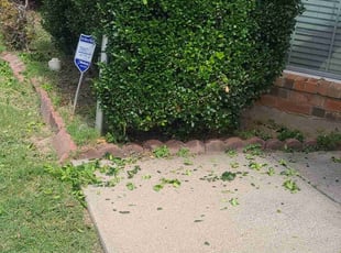 Bush Trimming by Teshna Esparza for Joshua H. in Fort Worth, TX
