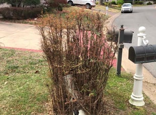Bush Trimming by Paul Handley for Connie M. in Tulsa, OK