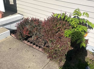 Weeding by Leroy Green II for Austin N. in Grove City, OH