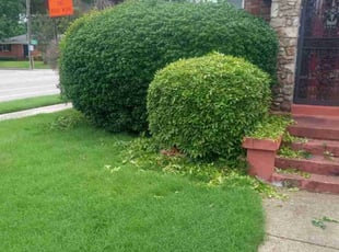 Bush Trimming by Jay Miller for Cherita B. in Memphis, TN