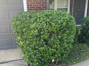 Bush Trimming by Lance Holtman for Henrry M. in Oklahoma City, OK
