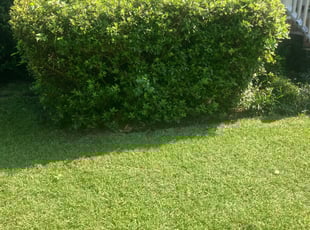 Cleanups by Rahshawn addison for Towanda N. in Columbia, SC