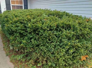 Bush Trimming by Deshaune Poe for Joy M. in Cottage Grove, MN