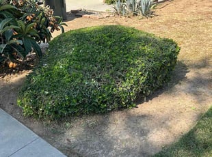 Bush Trimming by Johnie Parker for Jamie D. in Fresno, CA
