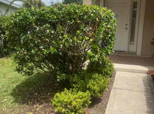 Bush Trimming by Ramon Taguja for Ariya M. in Riverview, FL