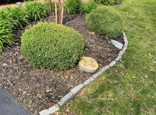 Weeding by Fidel Rodriguez for Jermaine H. in Alexandria, VA