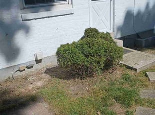 Bush Trimming by Caleb Patton for Jack W. in Cincinnati, OH