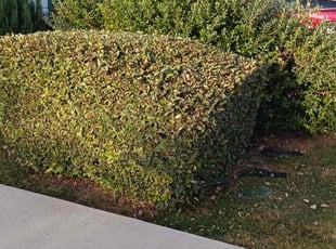 Bush Trimming by Samuel Rueda for Michael T. in Austin, TX