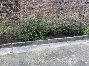 Weeding by Dulce Aguirre for Pamela P. in Houston, TX