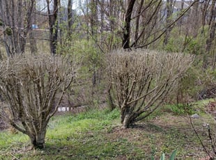 Bush Trimming by Jeremiah Davis for Mahamoud S. in Charlotte, NC