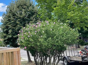 Bush Trimming by Joshua Jumper for Charles J. in Grand Rapids, MI