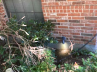 Leaf Removal by Jackie Sanchez for Scheria B. in Grand Prairie, TX