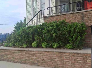 Bush Trimming by Dawud Stewart for Nick D. in Weehawken Township, NJ