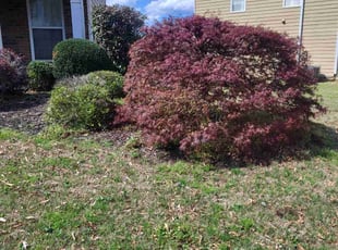 Bush Trimming by Michael Peters for Ailen l. in Canton, GA