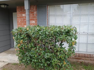 Bush Trimming by Cristián Lazo for Jacqueline S. W. in Spring, TX