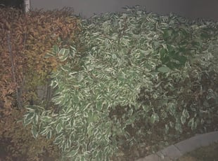 Bush Trimming by Shawn Beardall for Jeremy M. in Spanish Fork, UT