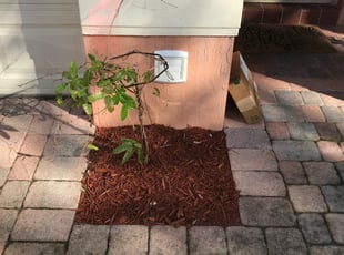 Mulching by Charles Walton for Marcell Q. in West Palm Beach, FL