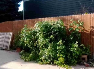 Bush Trimming by Jacques Chauvin for Laura D. in Westminster, CO