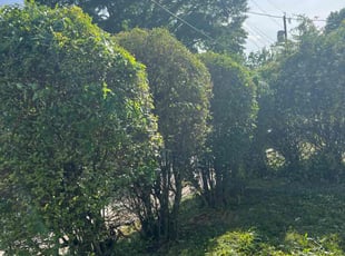 Bush Trimming by LaWanda Moses for Rose W. in Richmond, VA