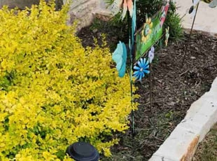 Weeding by Alfredo Penafiel for Taylor B. in Jarrell, TX