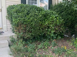Bush Trimming by Gilbert Osorio for Mary M. in Woodbridge, VA