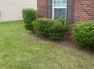 Bush Trimming by Robert Parker for Kashif R. in Havre de Grace, MD