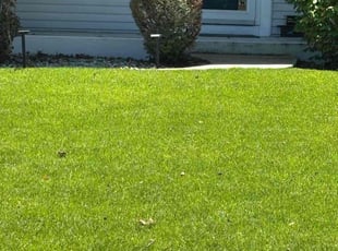 Bush Trimming by Mark Packwood for Adarsh G. in South Bend, IN
