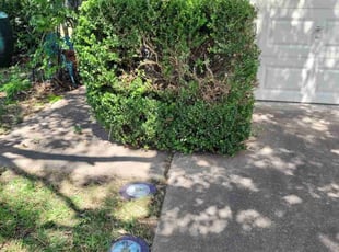 Bush Trimming by Juliana Ledezma for Patricia B. in Round Rock, TX