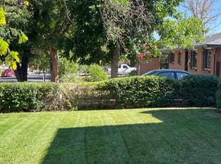 Bush Trimming by Joshua Hines for Vickie H. in Aurora, CO