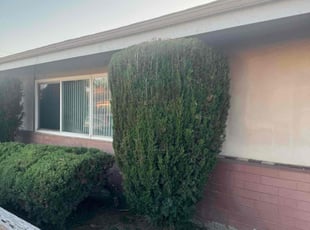 Bush Trimming by Sergio Castaneda for Ian T. in San Diego, CA
