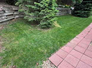 Eliodoro S.'s Lawn Mowing service result