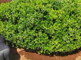 Bush Trimming by Robin Russell for Jessi P. in Luther, OK