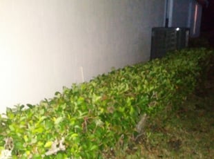 Bush Trimming by Jay perez for Shalom C. in Daytona Beach, FL