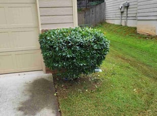 Bush Trimming by Anthony Williams for Krystal S. in Buford, GA