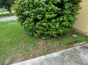 Bush Trimming by Kenneth Hall for Jennifer C. in Orlando, FL