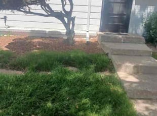Bush Trimming by Emilio J Flores Navarro for Marisa W. in Aurora, CO