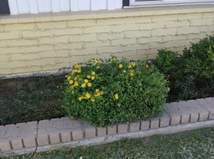 Bush Trimming by Toni Vaughn for Lavon S. in Phoenix, AZ