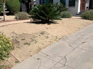 Bush Trimming by William Mendoza for Ed L. in Los Angeles, CA