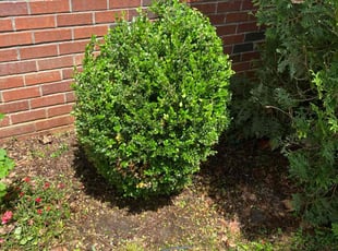 Bush Trimming by Irvin Lopez for Gerald P. in La Vergne, TN