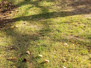 Leaf Removal by Dywane Clarke for Michael G. in Columbus, OH