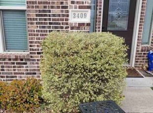 Bush Trimming by Miguel Perez for Kristin D. in Denton, TX