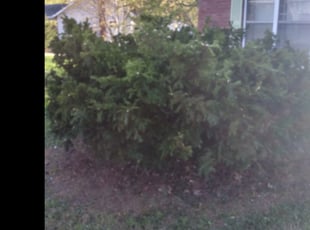 Bush Trimming by Charles Davis for Laveda C. in Ferguson, MO