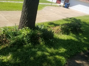 Bush Trimming by Robert Ballinger for Ray K. in St. Louis, MO