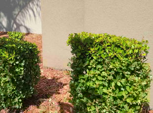 Bush Trimming by Milynel Burgos for Jovan P. in Orlando, FL