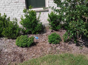 Weeding by Yasmani Sanchez for Laporche C. in Lavon, TX
