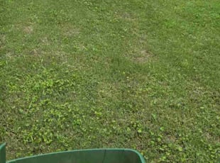 Weeding by Brian Wilson for Mark P. in Huntsville, AL
