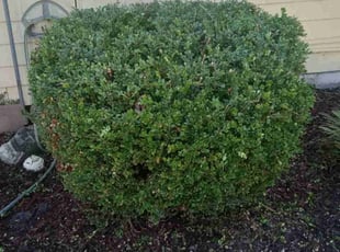 Bush Trimming by Jamaar Waddler for Nicole M. in Portsmouth, VA