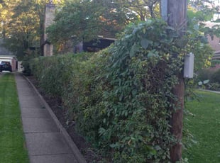 Bush Trimming by Jerry. L White for Stacey P. in Pittsburgh, PA